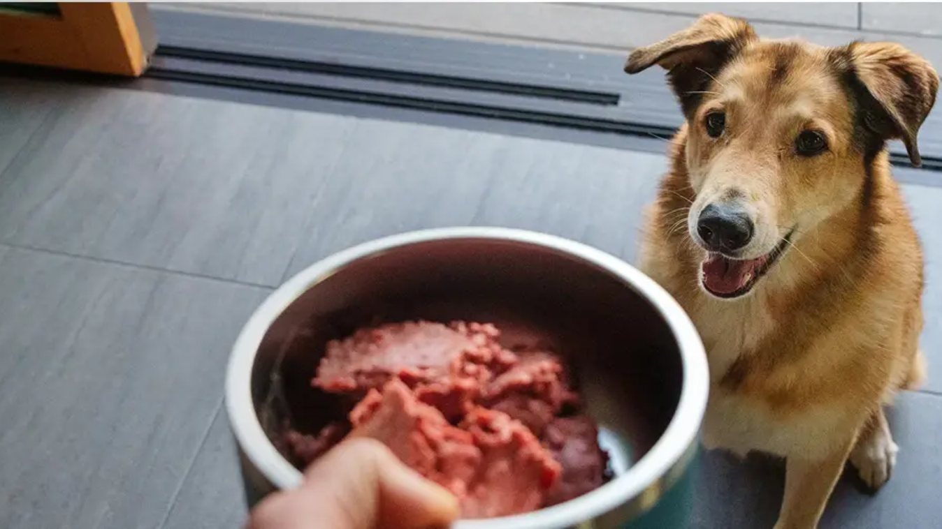 A dog being served a bowl of We Feed Raw raw dog food